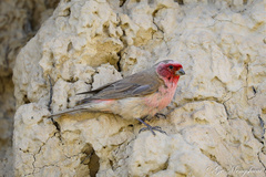 Carpodacus stoliczkae