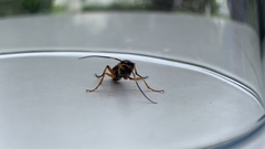 Diphyus quadripunctorius