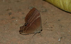 Abisara