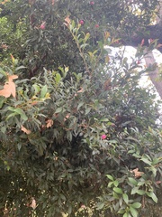 Syzygium australe