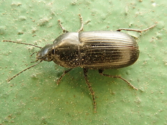 Oodes gracilis