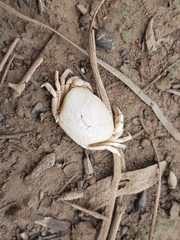 Austrothelphusa transversa