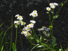 Erigeron philadelphicus