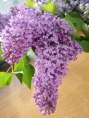 Syringa vulgaris