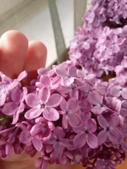 Syringa vulgaris