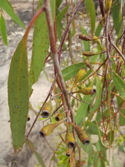 Eucalyptus ochrophloia