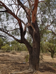 Eucalyptus ochrophloia