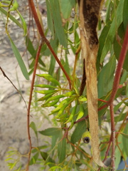 Eucalyptus ochrophloia