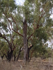 Eucalyptus ochrophloia