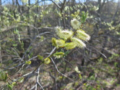 Salix taraikensis