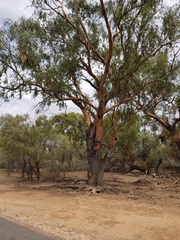 Eucalyptus ochrophloia