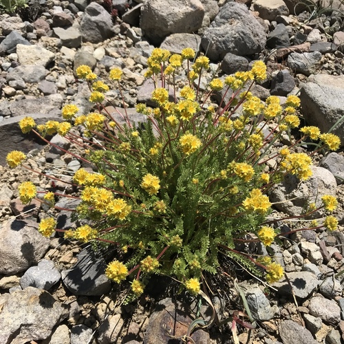 Ivesia gordonii var. alpicola