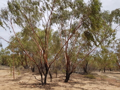 Eucalyptus ochrophloia