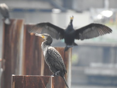 Phalacrocorax carbo