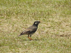 Spodiopsar cineraceus
