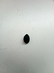 Byrrhidae