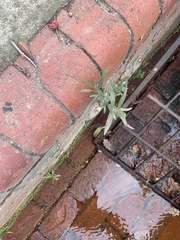 Melaleuca viminalis viminalis