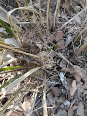 Dianella brevipedunculata