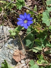 Gentiana pyrenaica