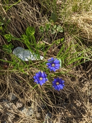 Gentiana pyrenaica