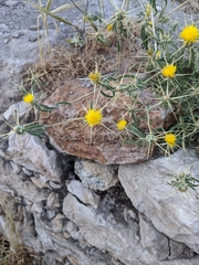 Centaurea solstitialis