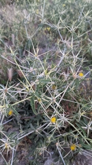 Centaurea solstitialis
