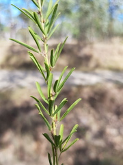 Lespedeza juncea