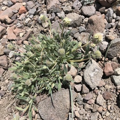 Phacelia hastata compacta