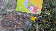 Centaurea solstitialis