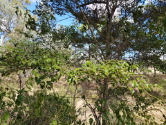 Psydrax odorata buxifolia