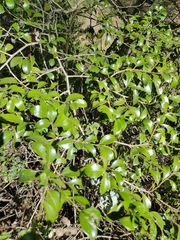 Psydrax odorata buxifolia