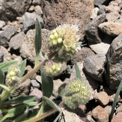Phacelia hastata compacta