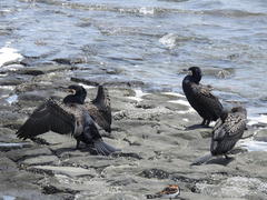 Phalacrocorax carbo