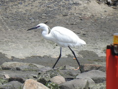 Egretta garzetta