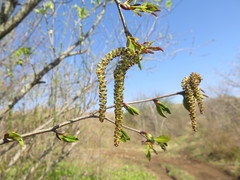 Alnus mandschurica