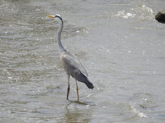 Ardea cinerea