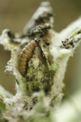 Nothris verbascella