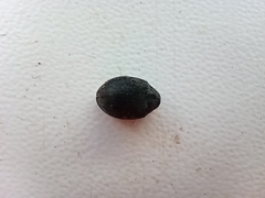 Byrrhidae