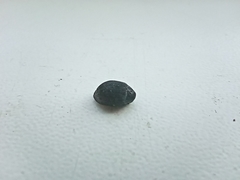 Byrrhidae