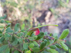 Grevillea quadricauda