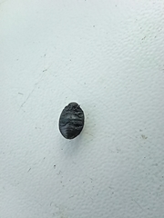 Byrrhidae