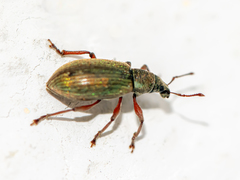 Polydrusus impar