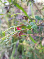 Grevillea quadricauda