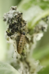 Nothris verbascella
