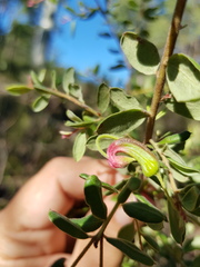 Grevillea quadricauda