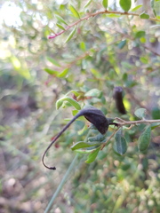 Grevillea quadricauda