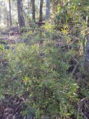 Grevillea quadricauda