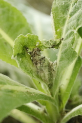 Nothris verbascella