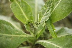 Nothris verbascella