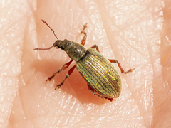 Polydrusus impar